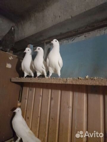 Голубь