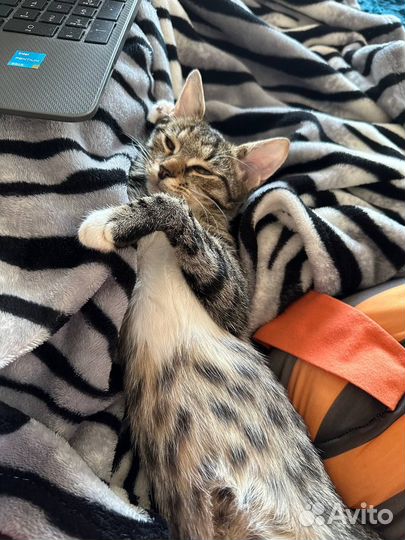 Ласковая кошка ищет свою семью