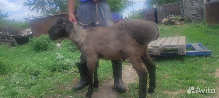 Бараны, Овцы