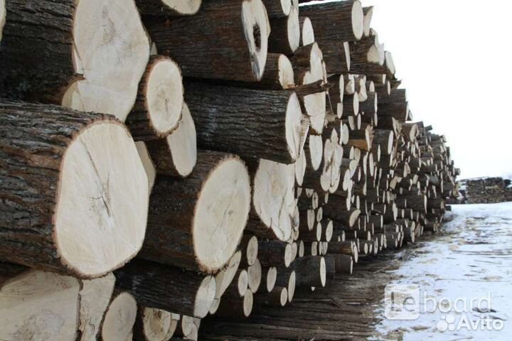 Лес кругляк липа