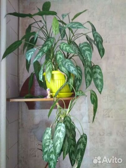 Комнатный цветок большой