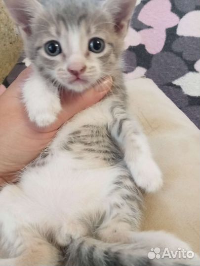 Котики в дар бесплатно