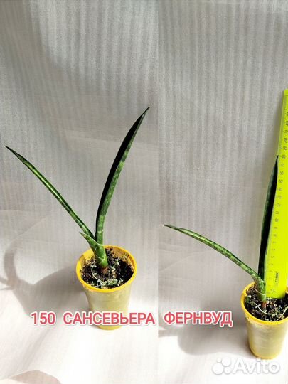 Суккуленты Сансевьеры седум Шталя дихондра сереб