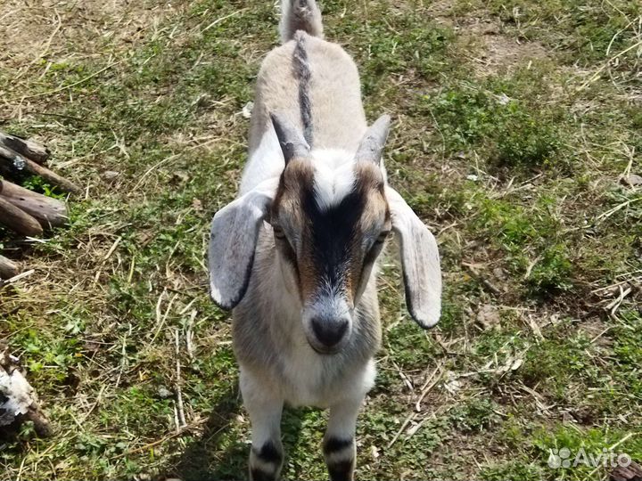 Нубийско - альпийские козы