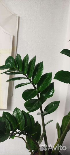 Замиокулькас