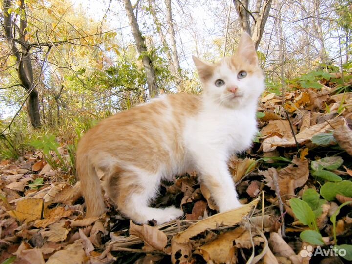 Котенок (мальчик)