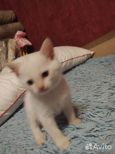 Сиамские котята