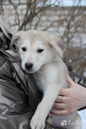 Щенки