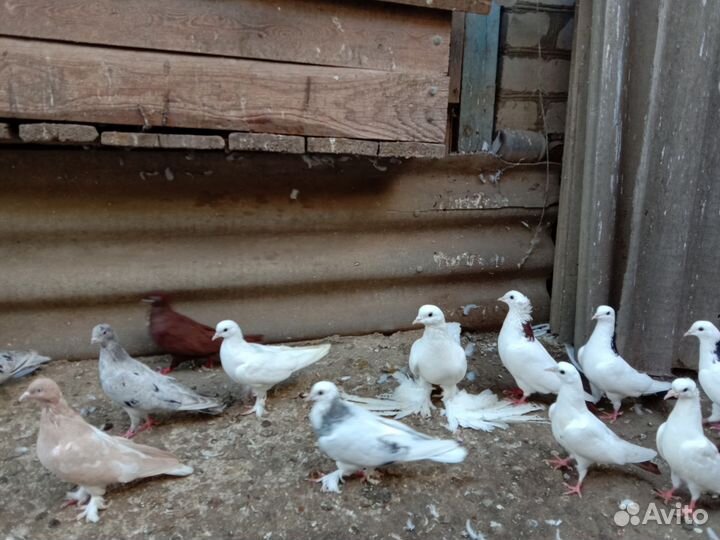 Голуби