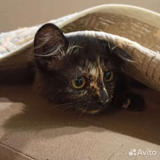 Котенок кошка