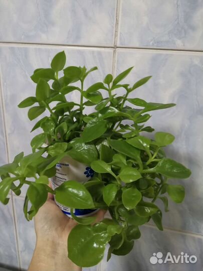 Разные цветы