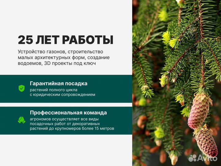 Саженцы сосны