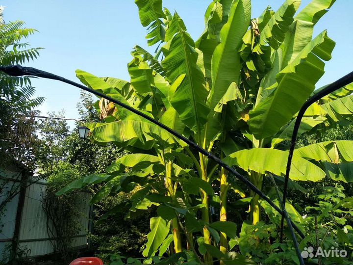 Банановая пальма