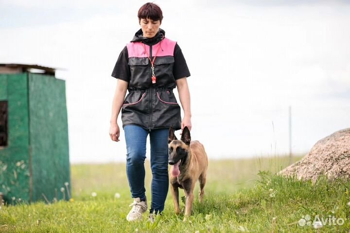 Кинолог в Кировском и Красносельском районе