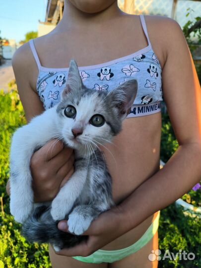 Кошечка 3 месяца