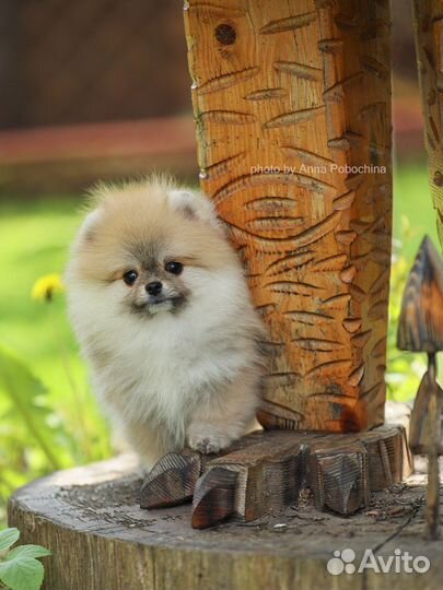 Померанский шпиц мини девочка