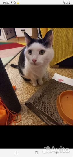 Кошки в добрые руки