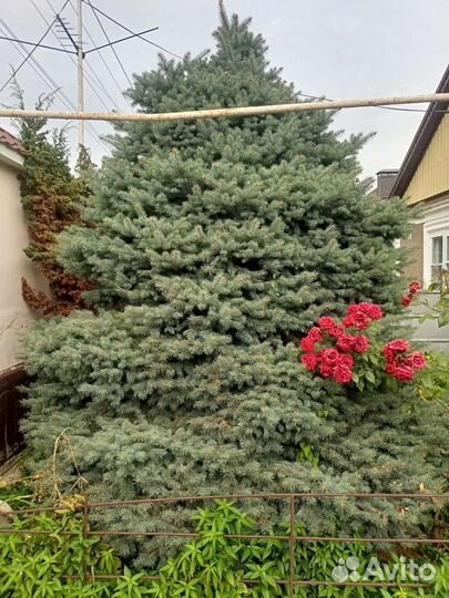 Ель голубая