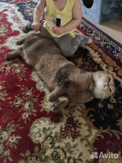 Кошки в добрые руки бесплатно