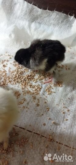 Цыплята и ия от домашних кур.мараны леггорны