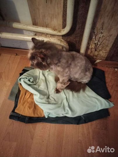 Кошка в хорошие руки