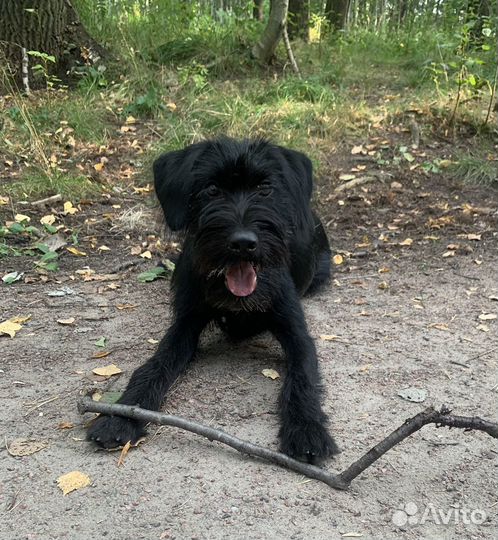 Щенок 8 мес метис