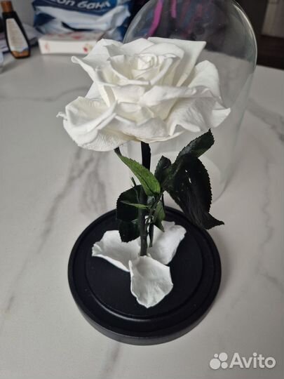 Вечная роза в колбе