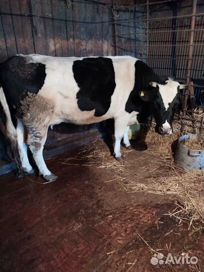 Корова дойная