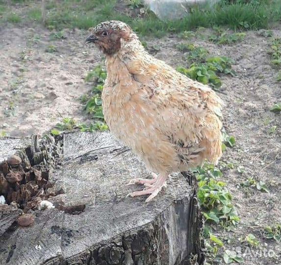 Яйца перепелиные инкубационные