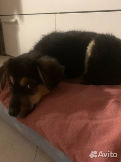 Щенок в добрые руки