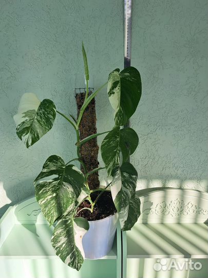 Монстера вариегатная альба