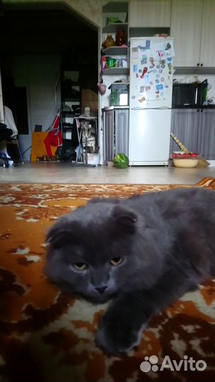 Шотландский кот