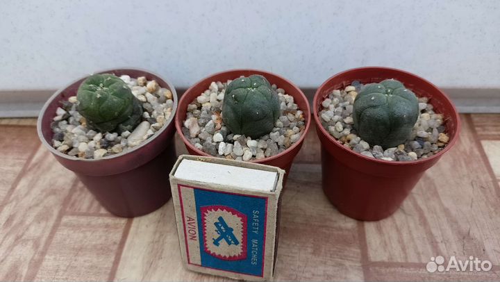 Кактусы и суккуленты