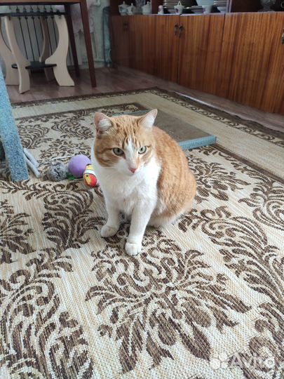 В добрые руки