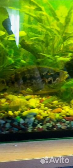 Редкие цихлозомы