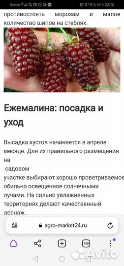 Ежемалина. Растение