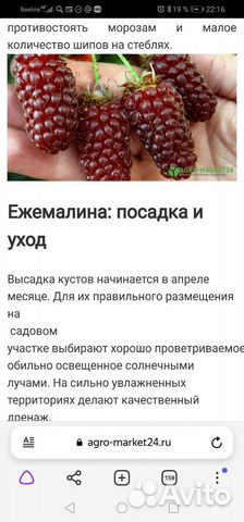 Ежемалина. Растение