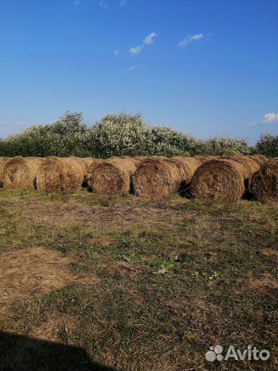 Продам сено
