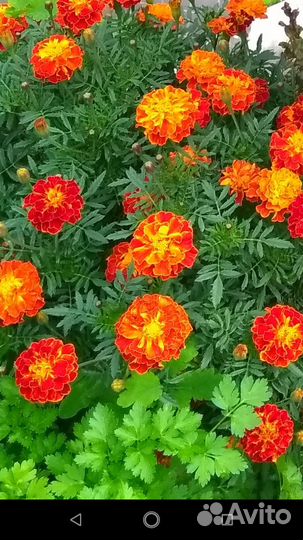 Рассада цветов бархатцы
