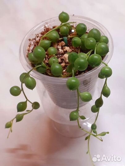 Крестовник роули