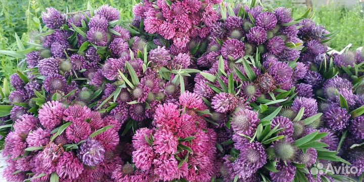 Клевер красный дикоросы