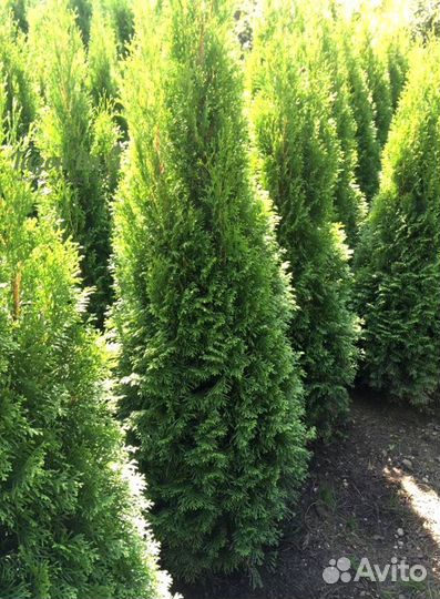 Туя Смарагд