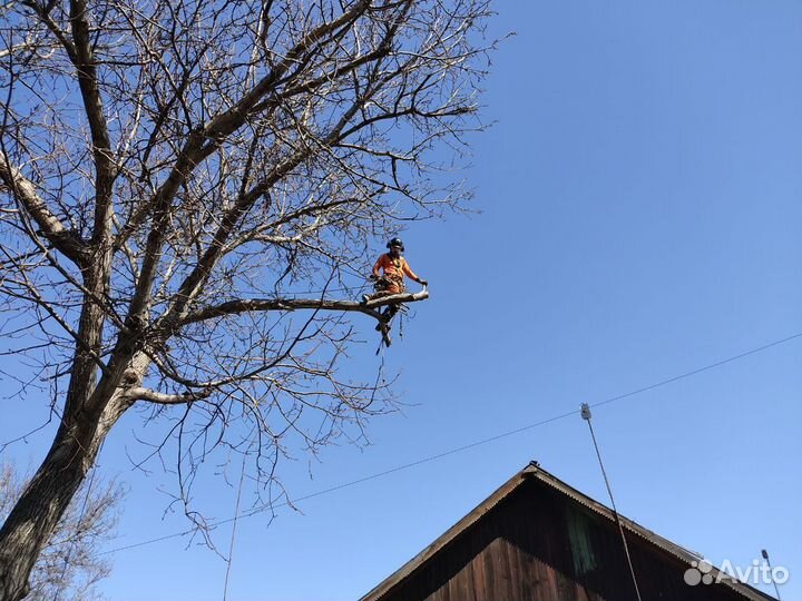 Спил деревьев