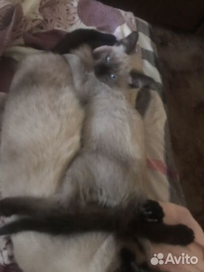 Передержка домашних животных