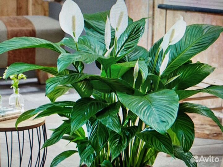 Красавец Спатифиллум