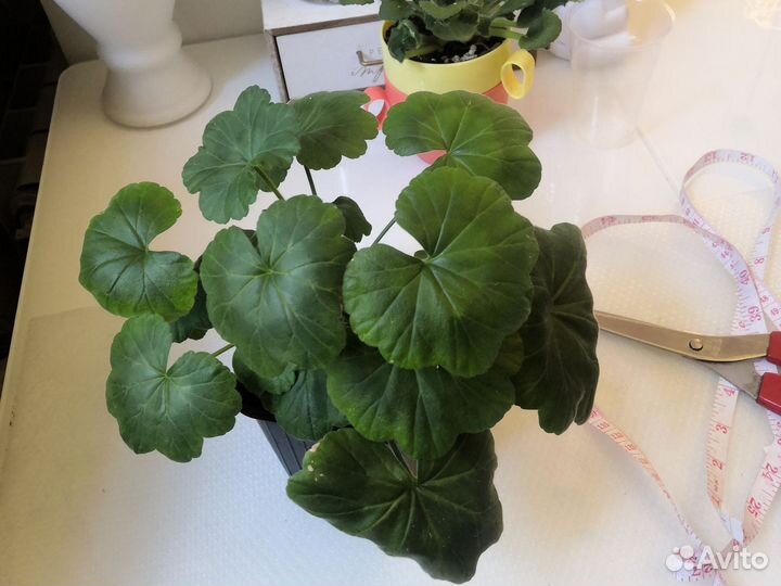 Замиокулькас Гибискус