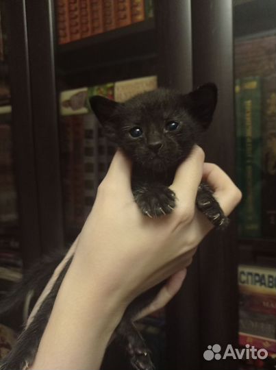 Котенок ориентал