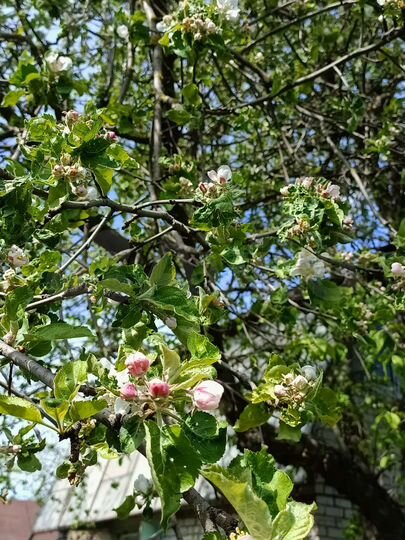 Дача 24 м² на участке 4 сот.