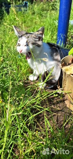 Котенок мальчик