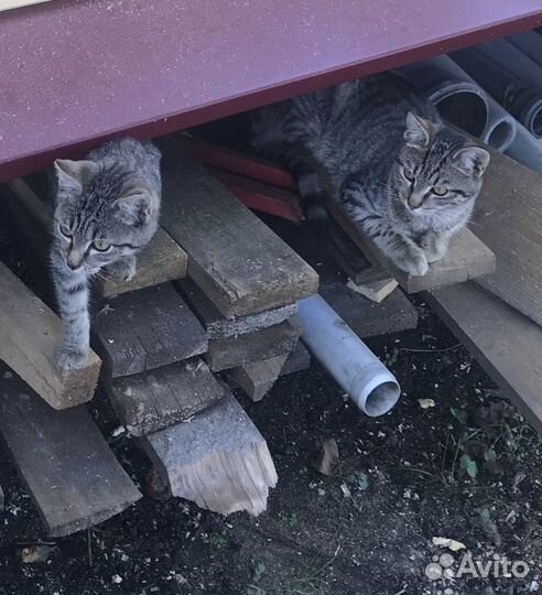 Котята в добрые руки